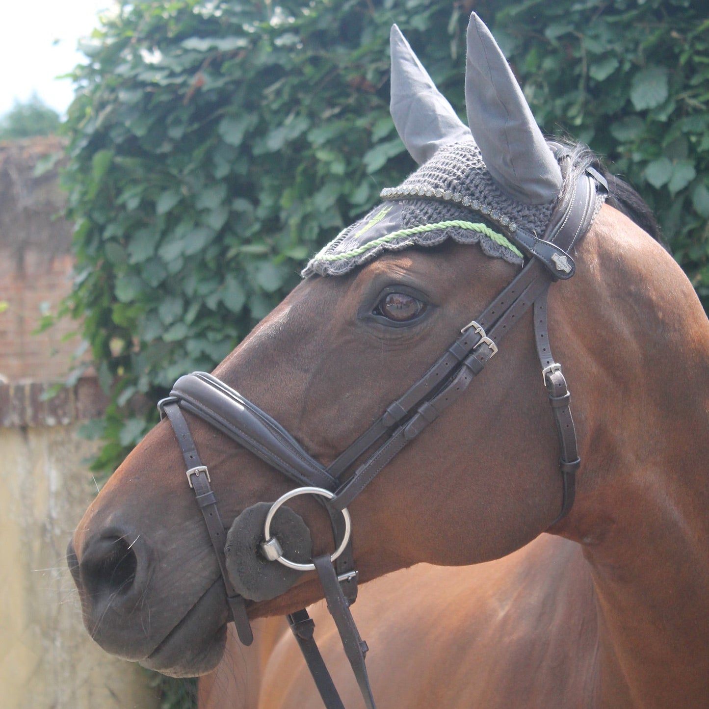 Bay horse wearing a bridle and fly mask with a green background